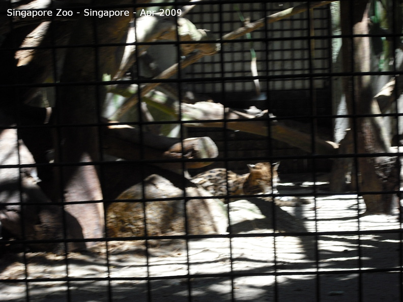 20090423_Singapore Zoo _22 of 31_.jpg